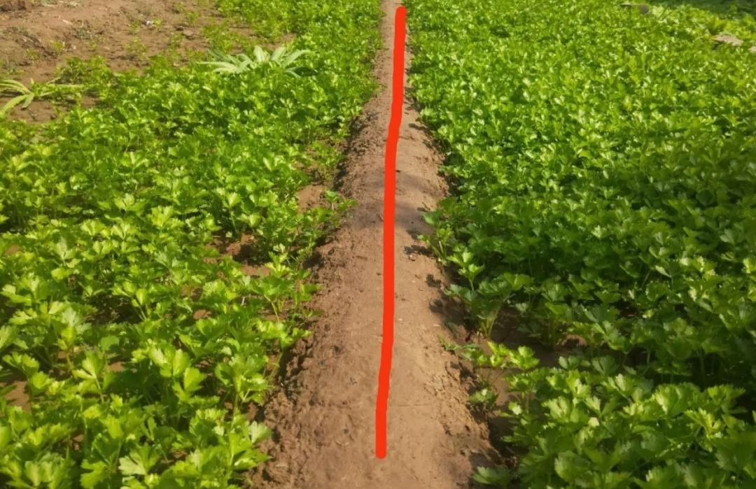 大豆钾肥施用示意图