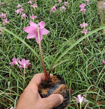韭兰红花葱兰20一25高场地直销