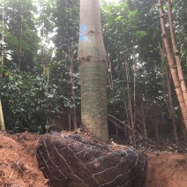 大腹木棉广东佛山基地直销