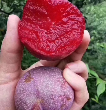 [三华李子批发]预卖岒南十大佳果之一《钱排三华李》找识货的老板价格