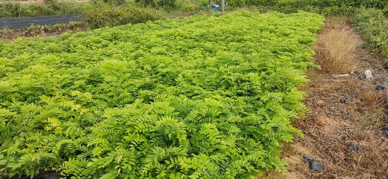 30年黄花梨树价格
