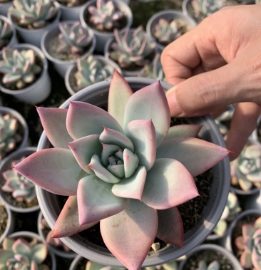 [多肉植物批发]多肉植物 塔帕帕单颗价格6.00元/棵 - 一亩田