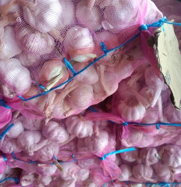 河南开封通许大蒜供应中,有精品,通货,一手货源以质论价!