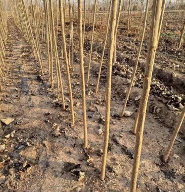 河北杨树苗107一年要钱不要树量大优惠附近管送