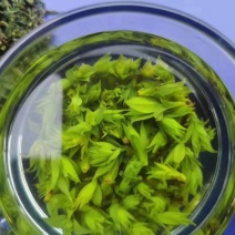 苦丁茶小叶苦丁四川头采青山绿水