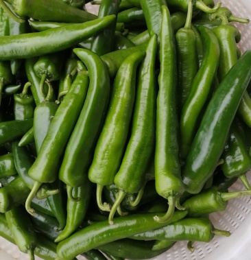 青皮尖椒供应全国市场