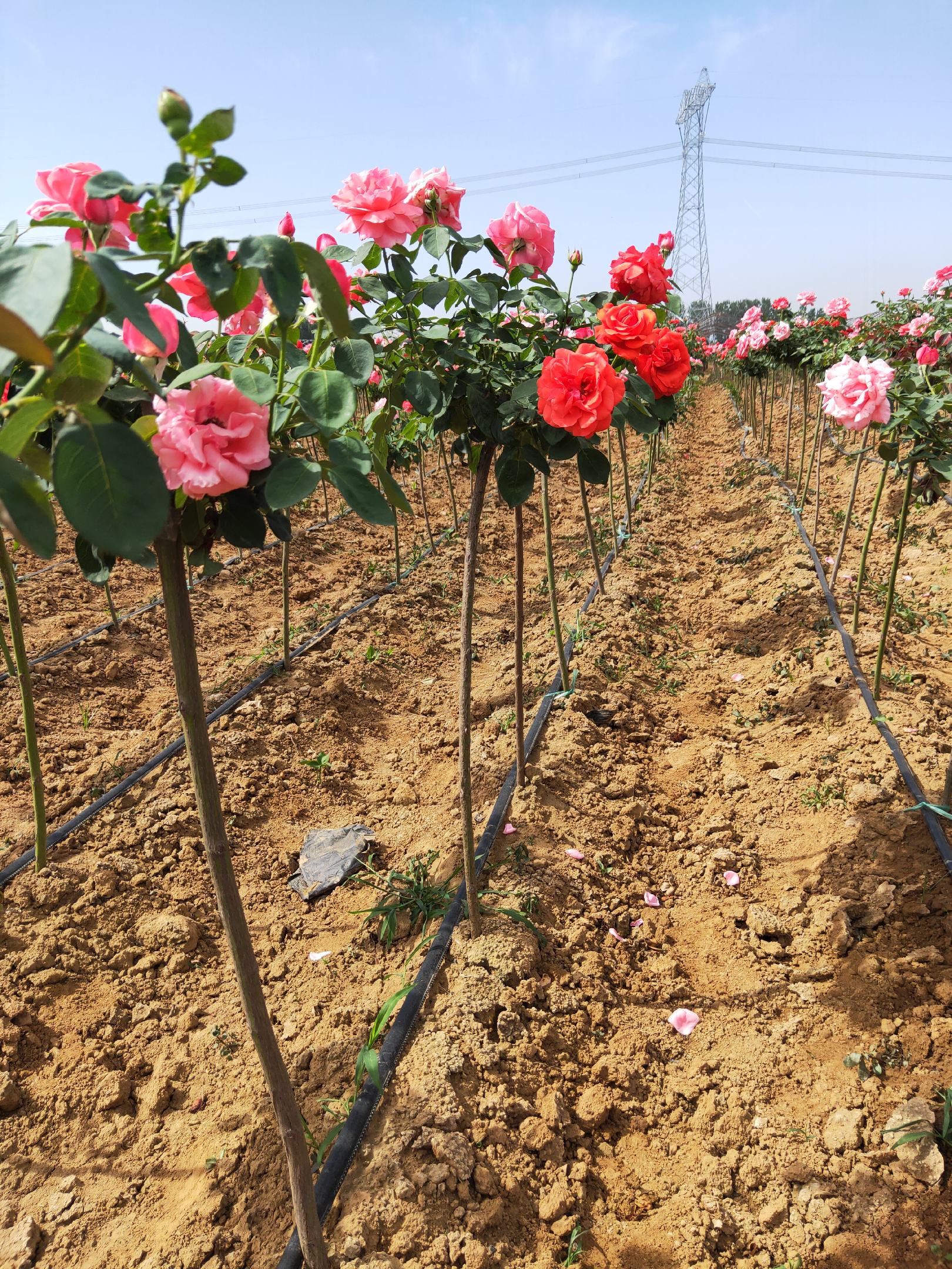 [月季批发]5公分月季树 大花月季树 月季树批发 月季基地价格175.