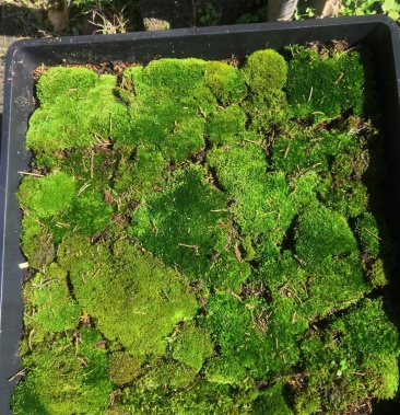 苔藓星星藓苔藓植物花镜植物