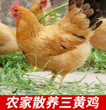 三黄鸡现杀正宗三黄鸡农家散养土鸡整只山鸡鸡肉月子鸡新鲜活
