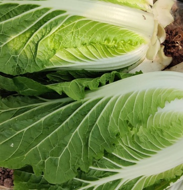 白菜 东阳50黄心大白菜出售 整块出售 颗型漂亮 单颗重