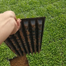 矮牵牛穴盘苗供应，矮牵牛穴盘玫红，蓝，大红，颜色全
