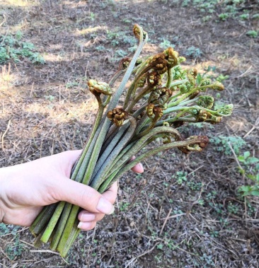 貴州蕨菜野生蕨菜薹貴州高山蕨菜