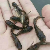 黄骨鱼苗黄颡鱼鱼苗3-5公分大苗现货直销欢迎实地考察