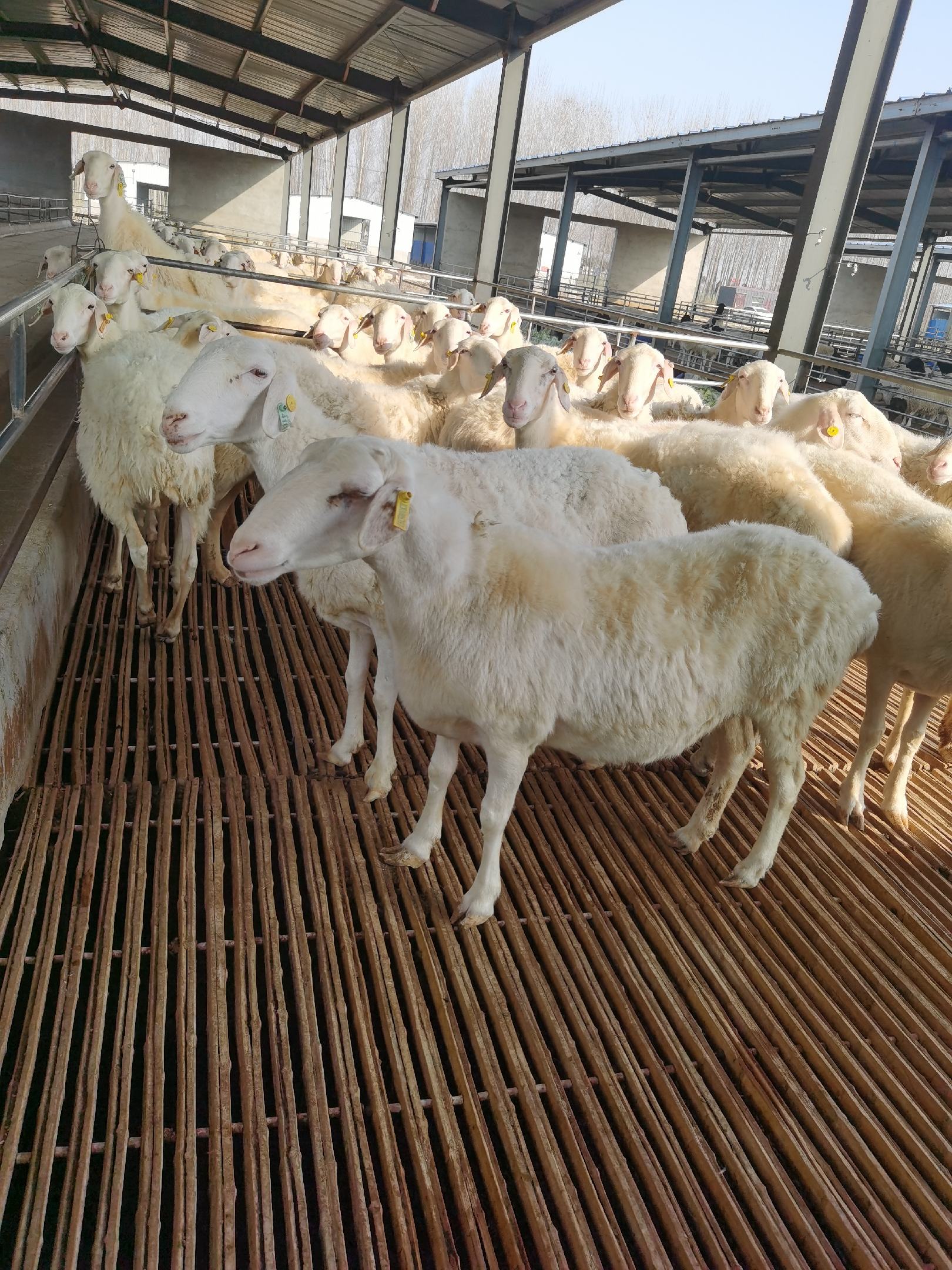 [绵羊批发]澳洲白头胎怀孕母羊澳洲纯种全国包邮 可视频选羊价格2200.