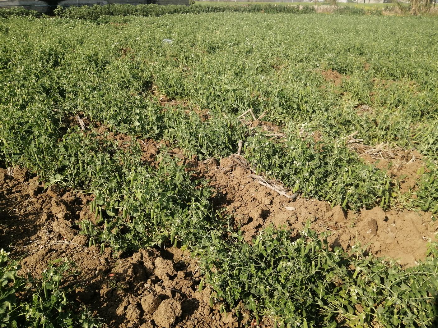 青豌豆种植基地