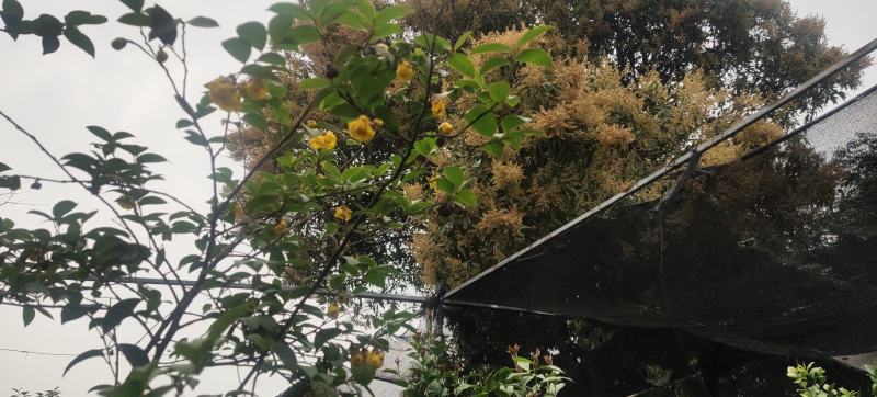 福鼎白茶茶苗基地