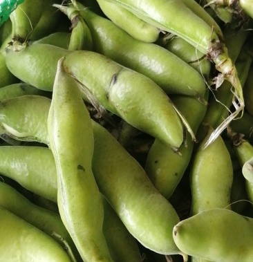 鲜蚕豆角胡豆角规格品种齐全价格美丽口感好欢迎咨询