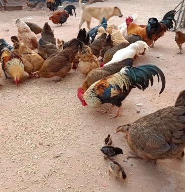 鹊山鸡种蛋中鸡苗成品鸡