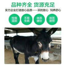 出售活驴小驴仔活体肉驴驹黑驴德州驴三粉驴乌头驴母驴