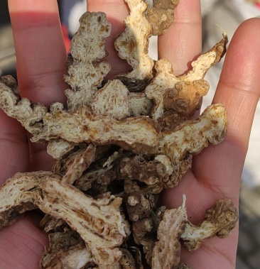 东北苍术大货货真价实