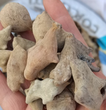 [五倍子批发]五倍子 五贝子 百虫仓角倍各种中药材