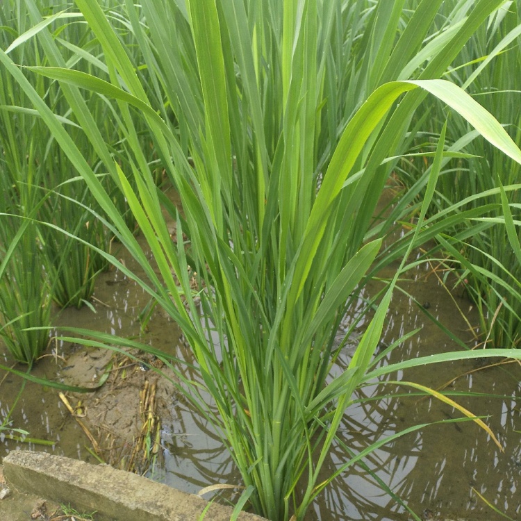 [茭白苗批发]茭白种苗美人茭,单双季茭白苗,美人茭老根(全国包邮)价格