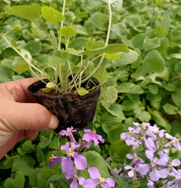 苗圃直销二月兰盆栽二月兰杯苗二月兰基地二月兰花海