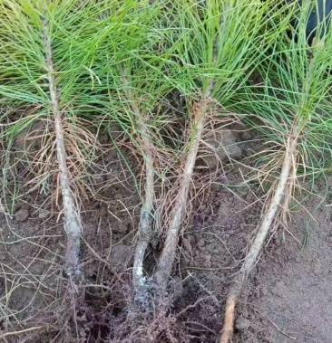 樟子松裸根油松裸根移植树苗保证成活率杯子树苗绿化树苗