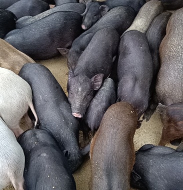 00元/头 - 一亩田