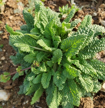 赖蛤蟆草纯野生需要联系我