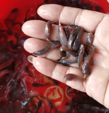 塘角鱼苗 (塘鲺鱼苗) 三黄塘角鱼苗 基地直供批发