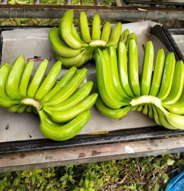 热带水果帅帅的香蕉