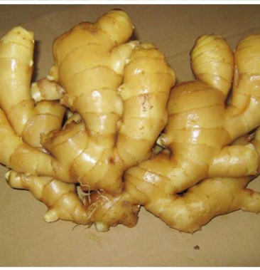 山东原产地高品质面姜,我们不拼价格,专注品质.