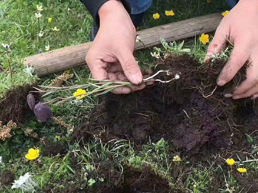 川贝母植株生长在高山草甸中,采收工人正在小心挖掘其鳞茎 川贝母植株与采收场景
