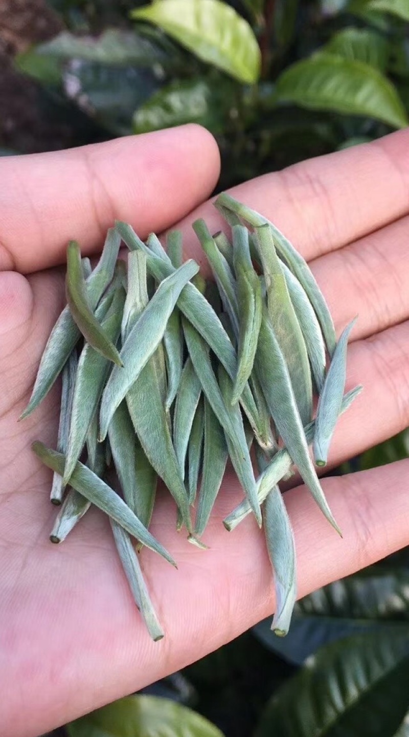 云南普洱茶区2021年头春云南景谷大白芽