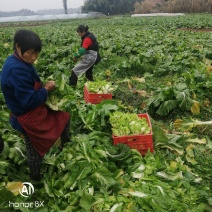 儿菜基地生产丁家儿菜急售