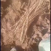 出售黄芪苗子数量有限