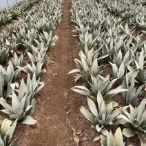 白玉兰虎皮兰自家基地种植