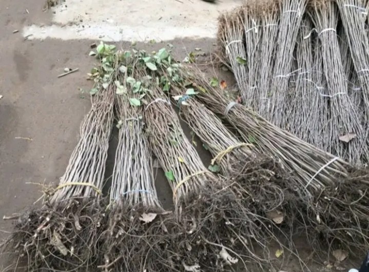 展示一个红木工艺品展销会的现场,顾客正在挑选小叶紫檀制成的手串和摆件 红木工艺品展销现场