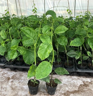 木瓜香蜜百香果苗果大