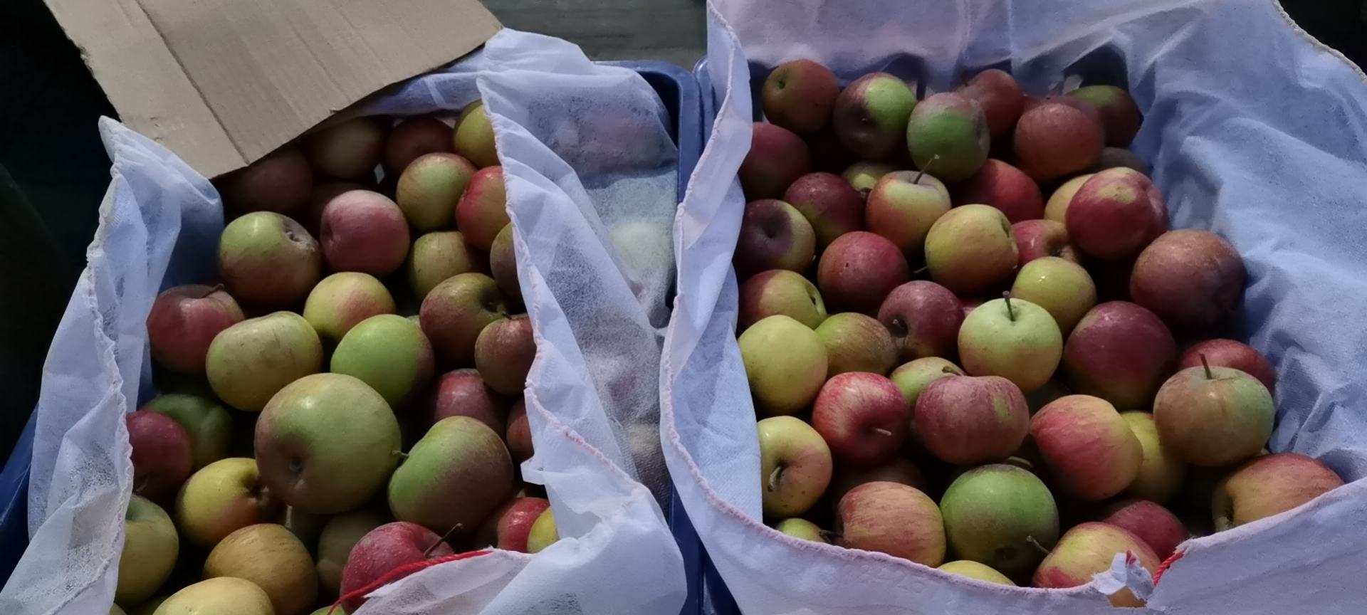 单县红星苹果采摘与分选现场