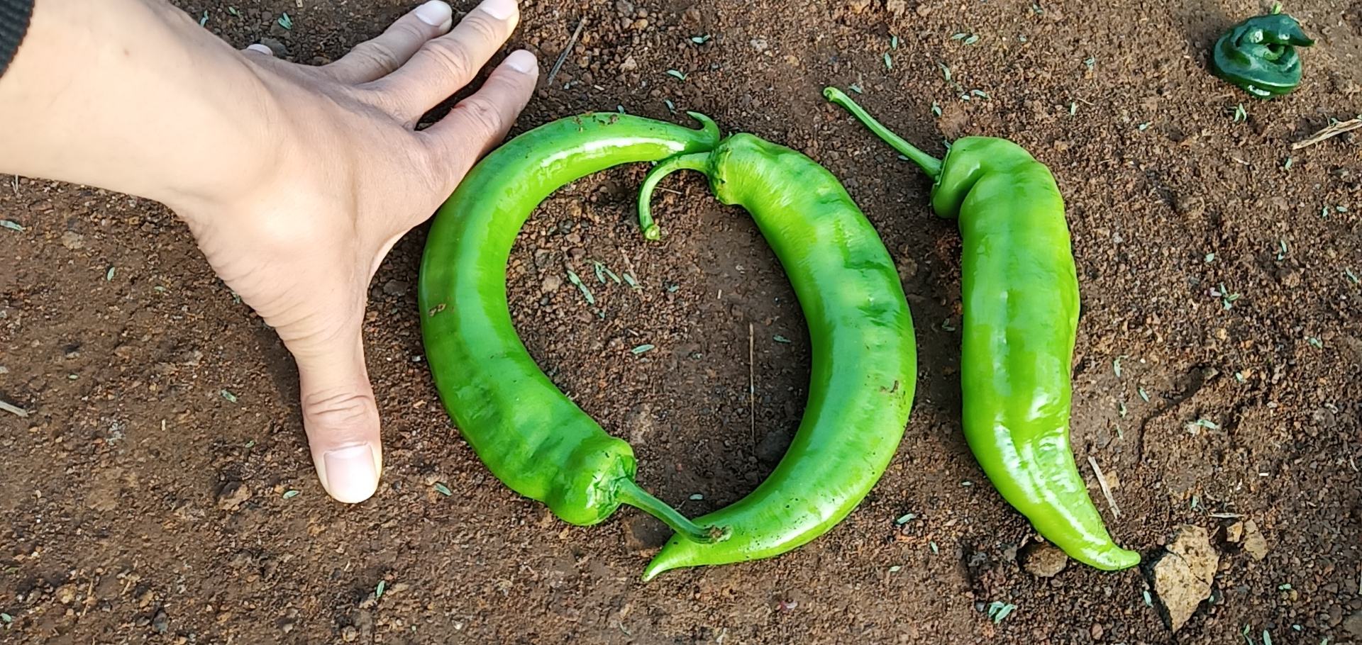 展示几种常见尖椒品种的大小与形态对比,包括线椒、子弹头辣椒、朝天椒 尖椒不同品种对比图