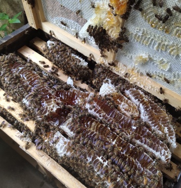 中蜂:蜂群(复式育王)巢框尺寸42*24cm