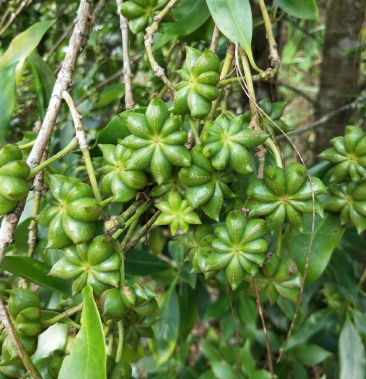 野生八角有新货干货价格不同有2万来斤喜欢得老板联系