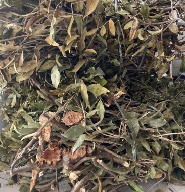 枫树寄生茶树寄生杉树寄生