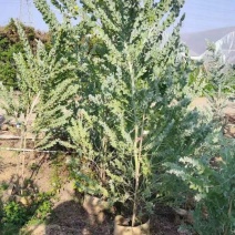 银合欢佛山三水基地直销，批发价格，开花绿植