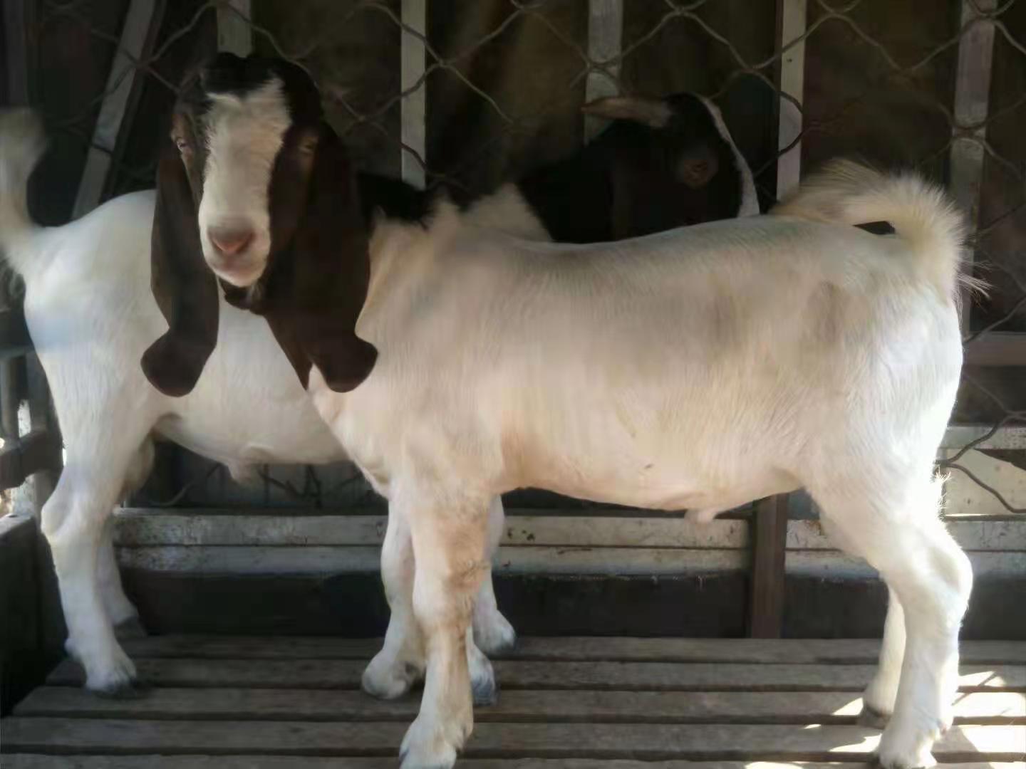 波尔山羊与贵州白山羊成年个体并列对比图