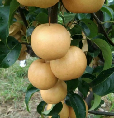 黄金密梨又香又酥又甜