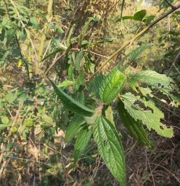 水麻皮专业种植提供各种标准货