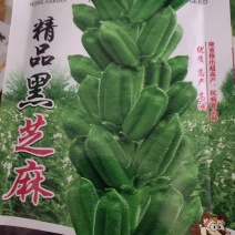黑芝麻种子，优质高产，高油，不倒伏